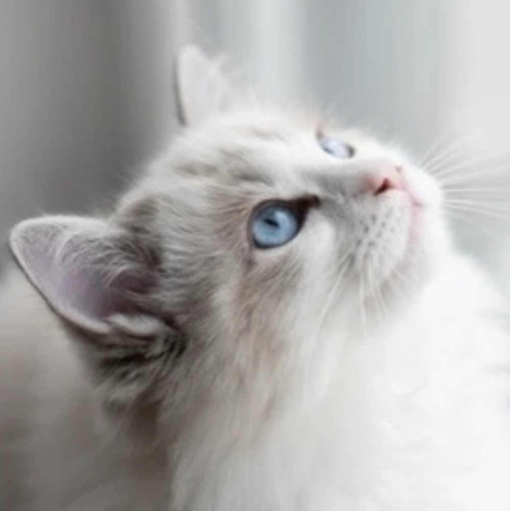 Meet your Posher, Sandy